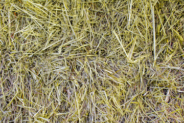 Yellow dry straw background