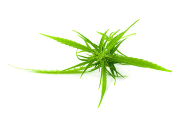 up-close with marijuana buds isolated on white background.