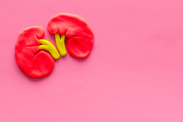 Kidney healthy. Organ on pink background top view copy space