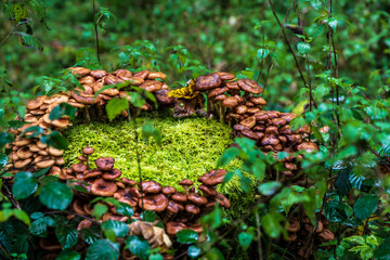 heart shaped mushrooms in a forest