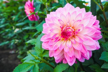 pink flower in the garden