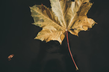 Yellow maple leaf lies on water close-up