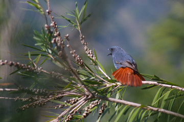 Water Redstart