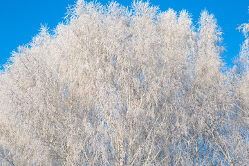 Snowy birch branches in winter against the sky Branches covered with snow