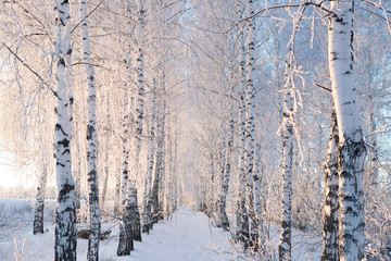 Birch trees covered by snow against blue sky. Winter landscape Branches covered with snow