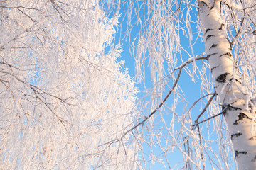 Rimed branch of a tree against the sky Branches covered with snow