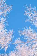 Naked birch tree branches covered by snow and frost against the blue sky with white light clouds Branches covered with snow