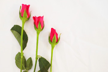 Triple pink roses on white background