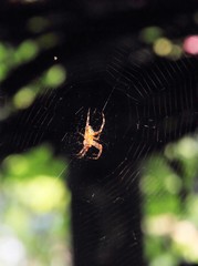 The web woven by spider, macro, insect hunts for prey