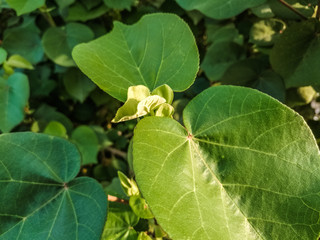 fresh and growing Plants with Leaves 