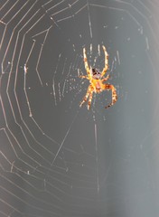 The web woven by spider, macro, insect hunts for prey