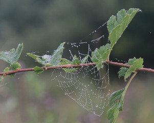 Web macro photography on a plant in the early morning with dew drops