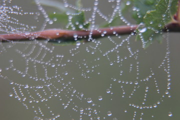 Web macro photography on a plant in the early morning with dew drops