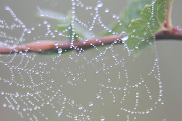 Web macro photography on a plant in the early morning with dew drops