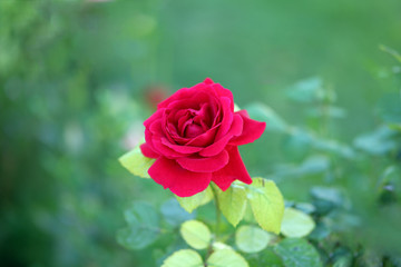 Beautiful red rose in the garden