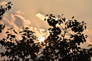 silhouette of a tree