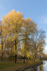 Naklejka premium park in autumn
