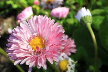 Image of spring flowers. Wild asters.