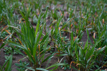 Image of young wheat sprouts.