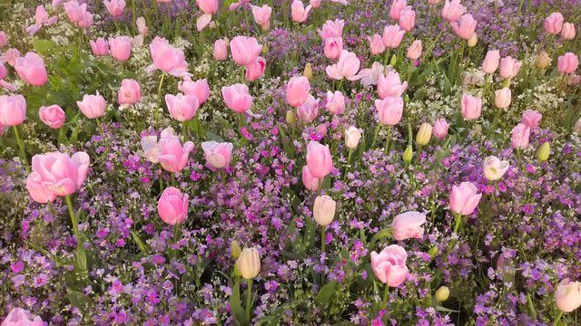 Pink tulips in the garden