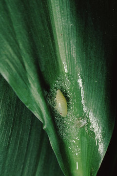 Spittlebug (Philaenus) Spittle Nymph Production