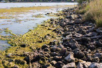 Beach covered by green seaweed