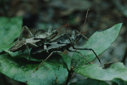Wheel Bug (Arilus Cristatus) Mating