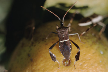 Leaf-Footed Bug (Coreidae)