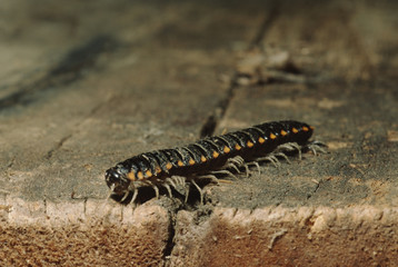 Millipede (Diplopoda)