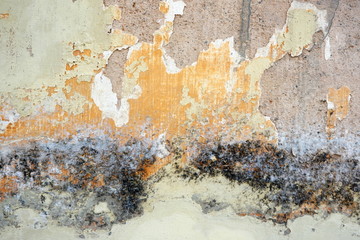 Grunge Cement Wall Texture. Moss background, Green moss on grunge texture.Walled walls are mossy and rusty.old wall texture with moss and water streaks close-up.Vintage texture of old building.
