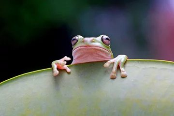 Rolgordijnen dumpy frog, green tree frog, papua green tree frog © Opayaza
