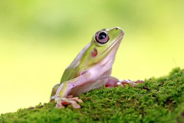  dumpy frog, green tree frog, papua green tree frog © Opayaza