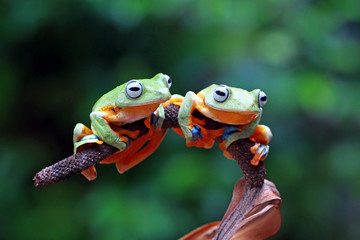 flying tree frog, javan tree frog, rhacophorus reinwardtii