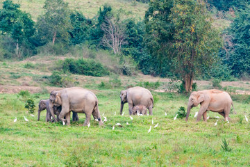 Asian elephants live naturally in Kui Buri National Park