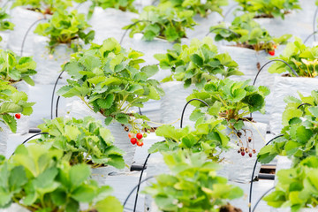Fresh strawberries on a farm in northern Thailand, the weather in northern Thailand is suitable for planting strawberries.