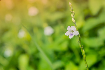 White small flowers in soft focus for background, little flowers field in the morning. Abstract nature background 