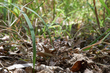 Long green grass taken at ground-level - the undergrowth of the forest floor - selective focus and shallow depth-of-field; a pleasant natural floral background image, natural with filtered light.