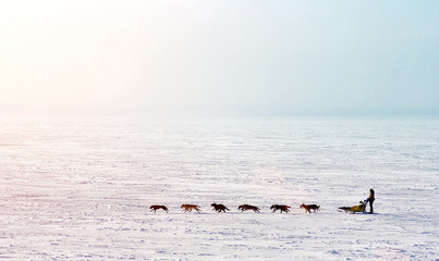 Dog sledding challenge on ice and snow