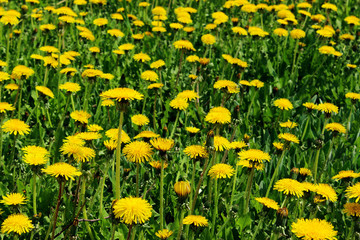 Fototapeta premium Blurred image of yellow dandelions. Nature, spring concept. Cropped shot of meadow. Colorful nature background.