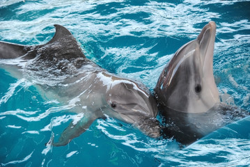 dolphin family in beautiful blue water look like love couple