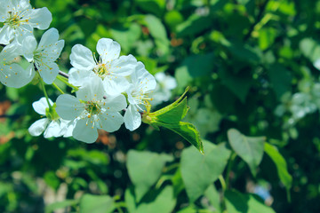 Croped shot of blooming tree. Spring background. White flowers of cherry tree, close up. Branch of tree. Green leaves and white flowers.