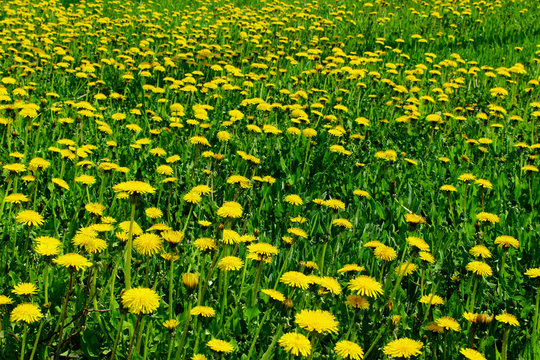 Blurred image of yellow dandelions. Nature, spring concept. Cropped shot of meadow. Colorful nature background.