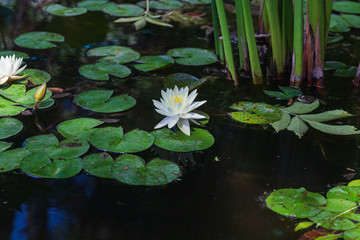 white water lily