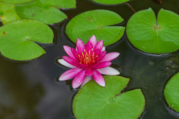 pink water lily in pond