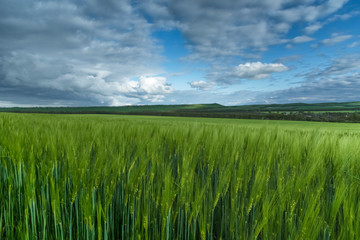 Fototapeta premium Green field of wheat, under a blue sky with thunderclouds. spectacular landscape