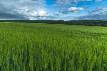 Green field of wheat, under a blue sky with thunderclouds. spectacular landscape
