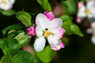 Flower of Apple Tree