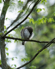 Cute Pygme owl in Bialowieza, Poland
