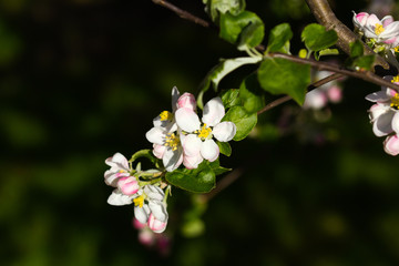 pink flowers in garden