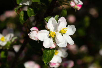 Obraz premium white flowers in garden